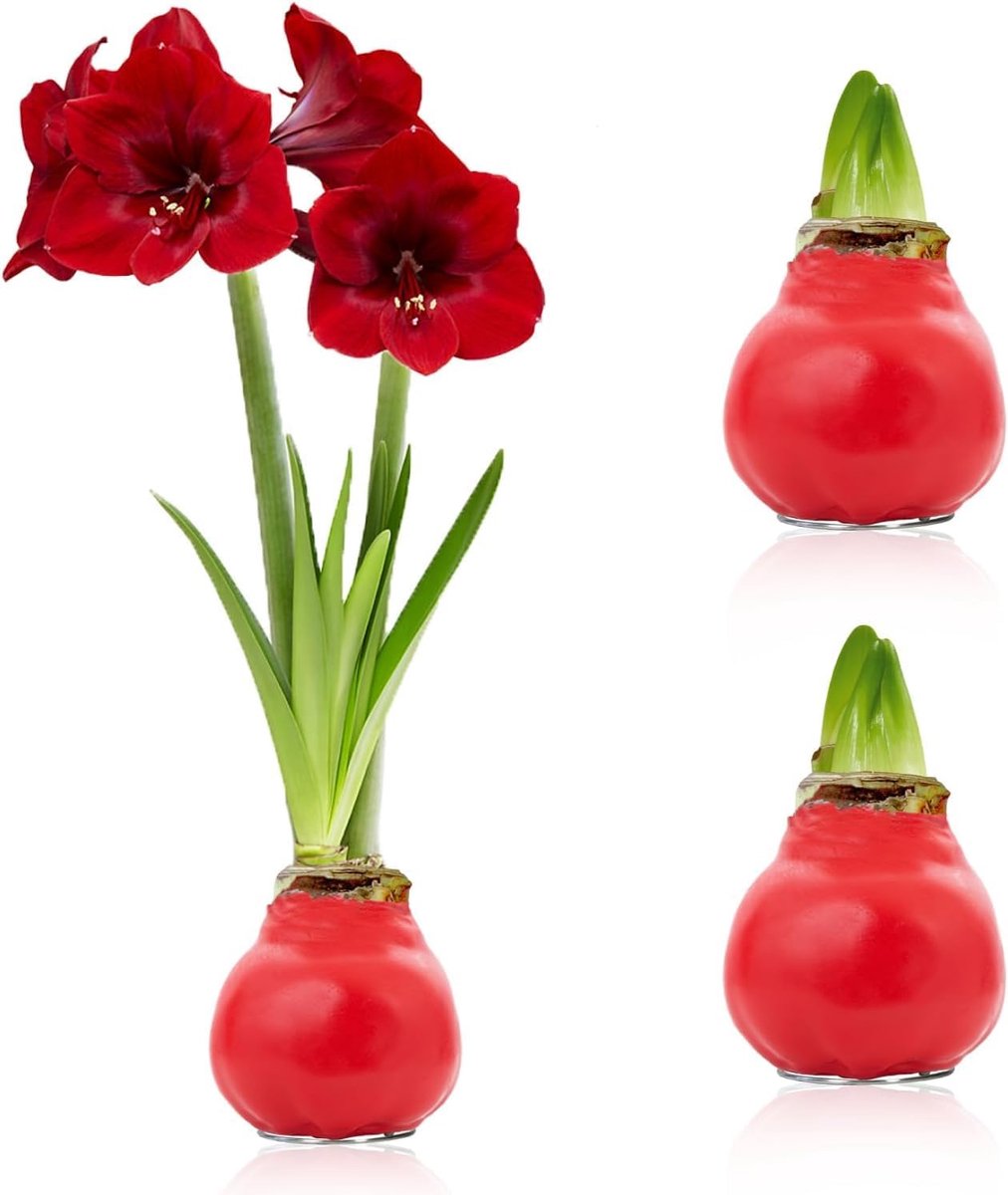 Amaryllis Bollen in Wax - Bloembollen - 2 stuks - Rood - Bloem bollen - No Water Flower
