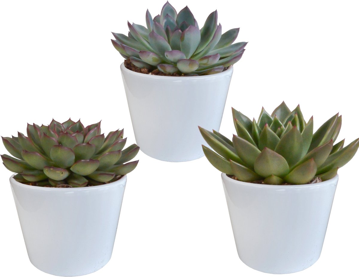 Echeveria mix 10.5 cm in witte pot | 3 stuks