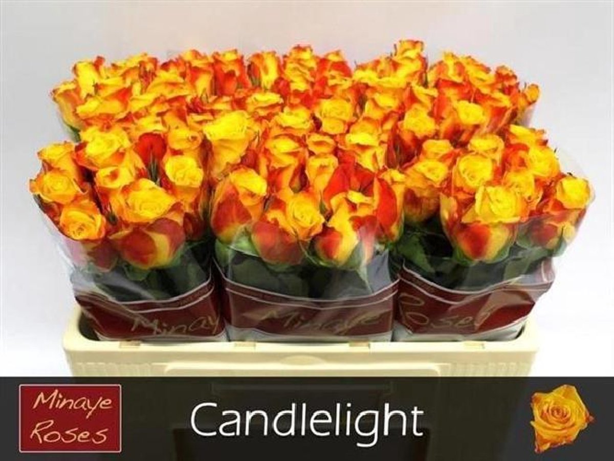20x Rosa candlelight 50cm