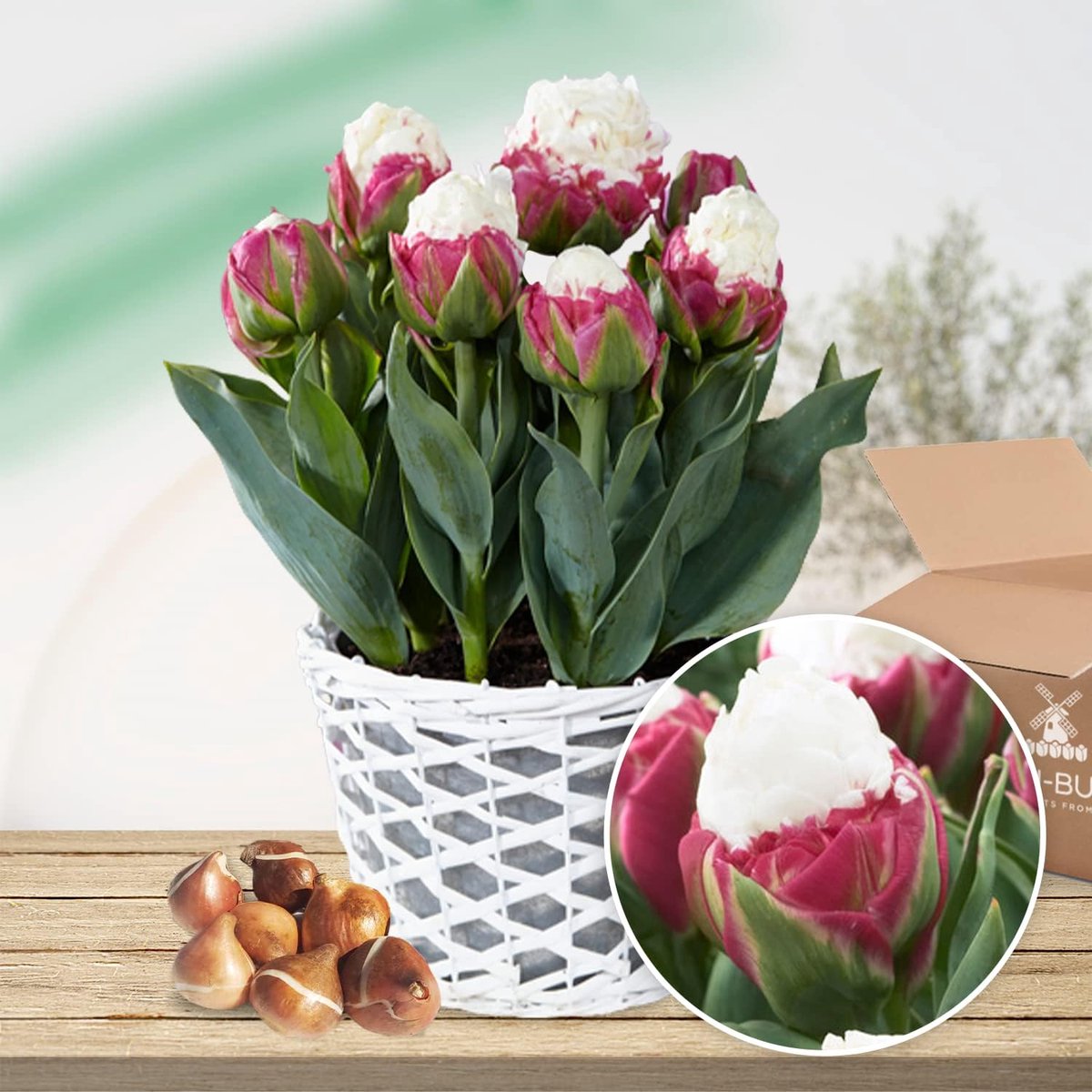 Tulpen Bloembollen Winterhard - Ice Cream - 10 stuks - Wit & Roze - Bloem Bollen Mix - Tulpenbollen Meerjarig