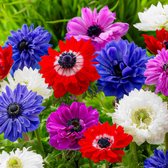 Een groep Anemonen in tinten blauw, rood, roze, paars en wit, met groene bladeren.