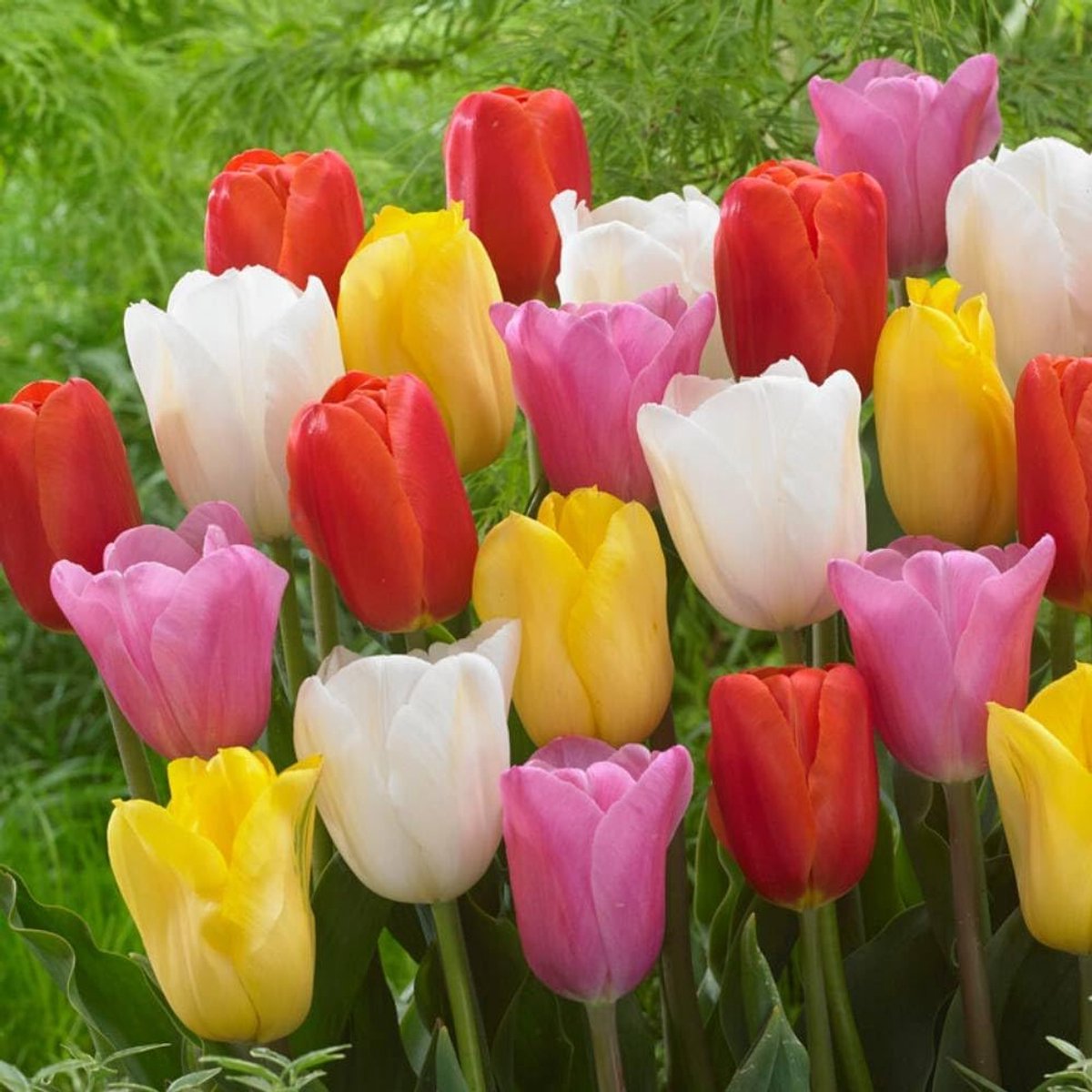 Tulpen Bloembollen Winterhard - Budget Mix - 50 stuks - Meerkleurig - Bloem Bollen Mix - Tulpenbollen Meerjarig