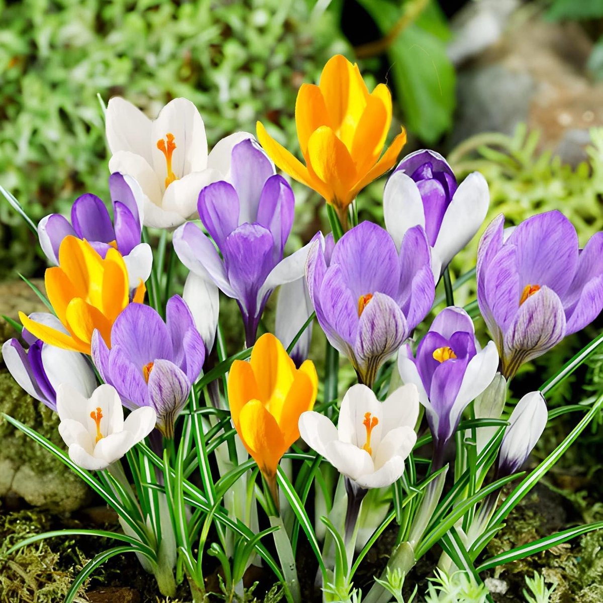 Krokussen Bloembollen Winterhard - Crocus - Botanische Mix - 50 stuks - Meerkleurig - Bloem bollen - Meerjarig Mix