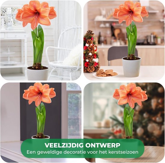 Amaryllis Red Passion bulb, 1 bulb in large format 26/30, Exclusive flower bulbs, plants and flowers from the Netherlands, Real Hippeastrum tubers (no seeds, not in wax and not artificial Amaryllis Red Passion bulb, 1 bulb in large format 26/30, Exclusive flower bulbs, plants and flowers from the Netherlands, Real Hippeastrum tubers (no seeds, not in wax and not artificial