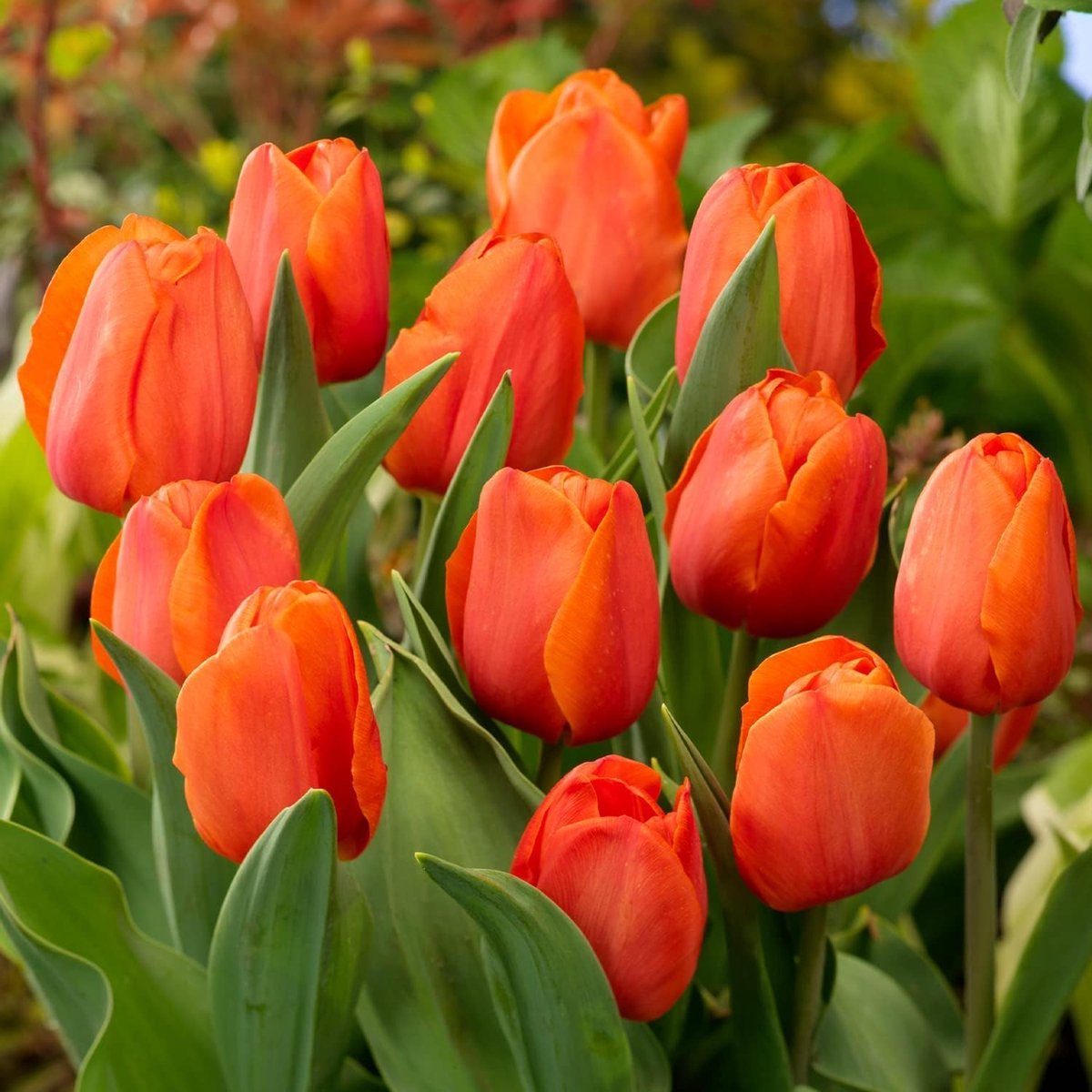Tulpen Bloembollen Winterhard - Single Orange Passion - 25 stuks - Oranje - Bloem Bollen Mix - Tulpenbollen Meerjarig