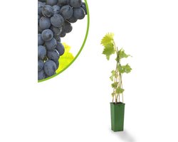 Blauwe kasdruif - Vitis vinifera Frankenthaler