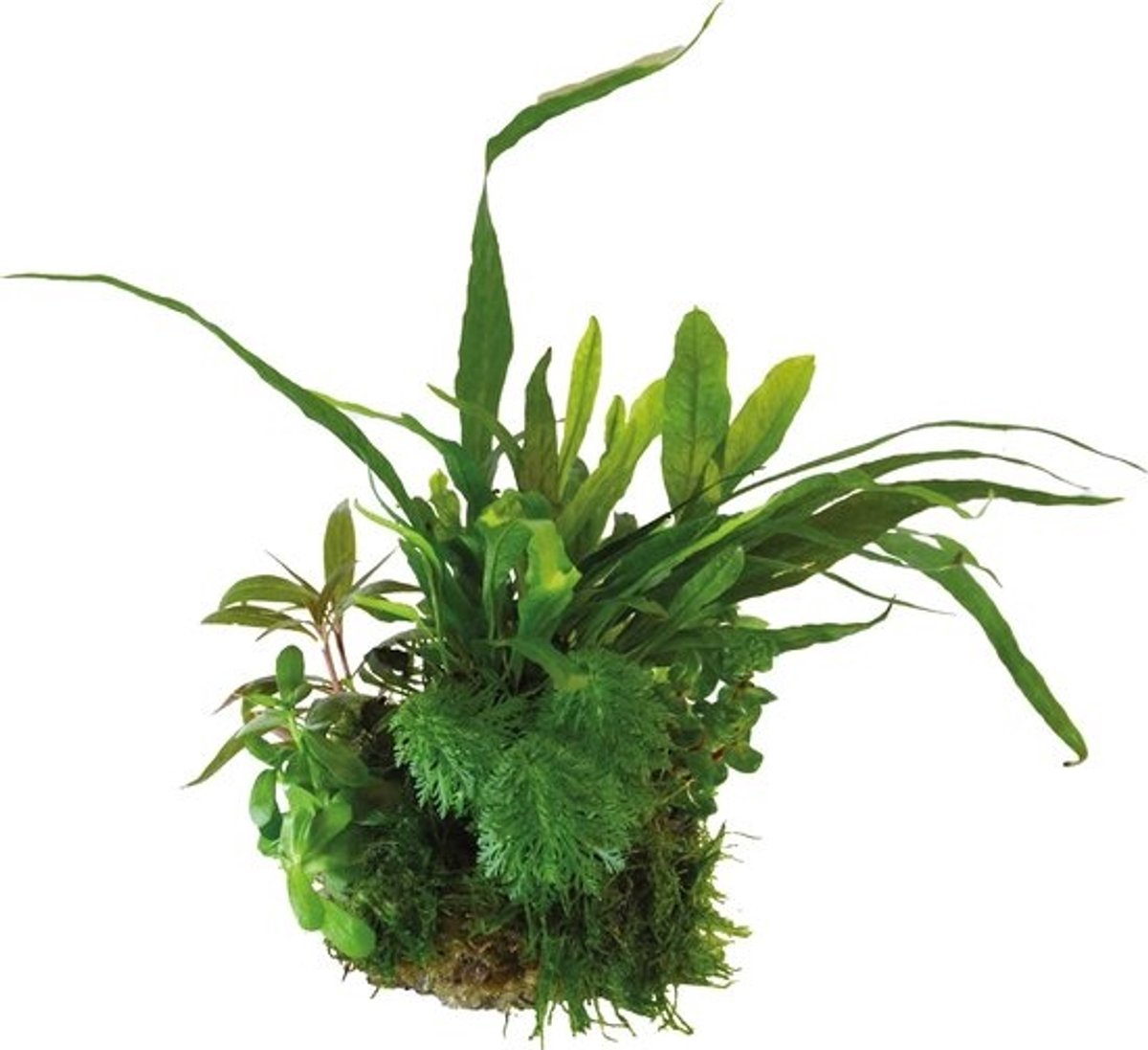 BIOART Bal Microsorum Pteropus