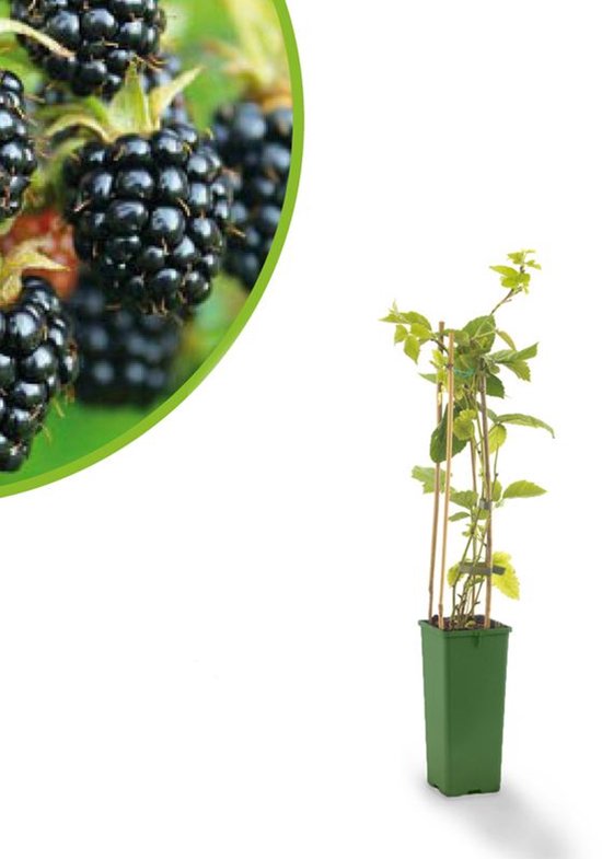 Doornloze zwarte braam - Rubus fruticosus 'Black Satin' - bramenstruik - zoete braam