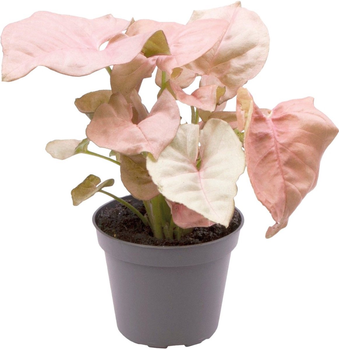 Aquafleur Syngonium Neon | In 5 cm pot