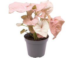 Aquafleur Syngonium Neon | In 5 cm pot