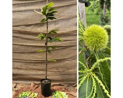 Jonge Kastanjeboom Castanea sativa Marsol | Boomhoogte: 60-100cm | Pot: 2 liter