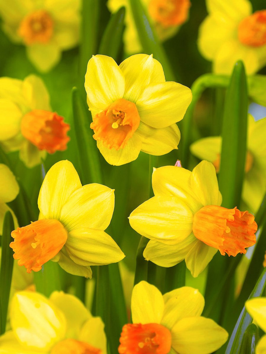 25x Narcissen 'Jetfire' - BULBi® Bloembollen met bloeigarantie