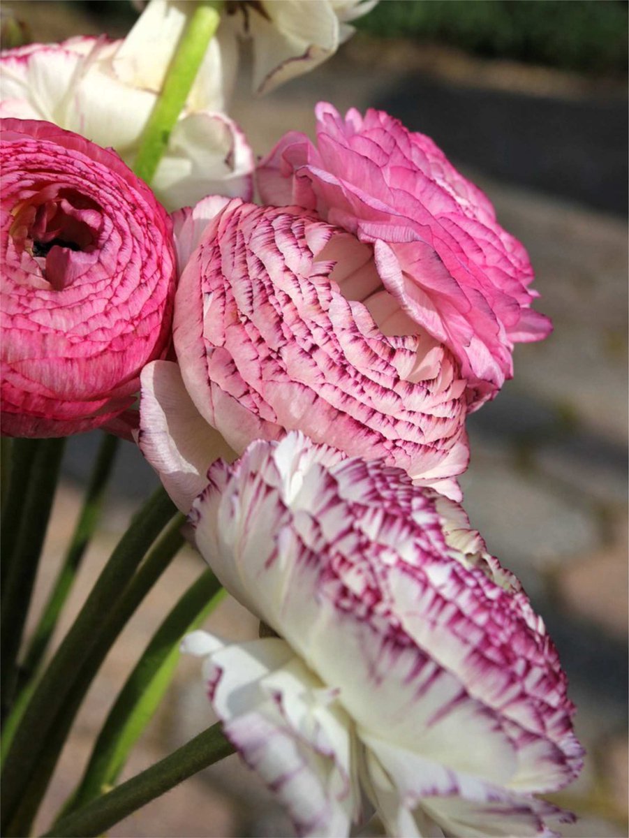 12x Ranonkel 'Ranunculus elegance bianco striato' - BULBi® Bloembollen met bloeigarantie