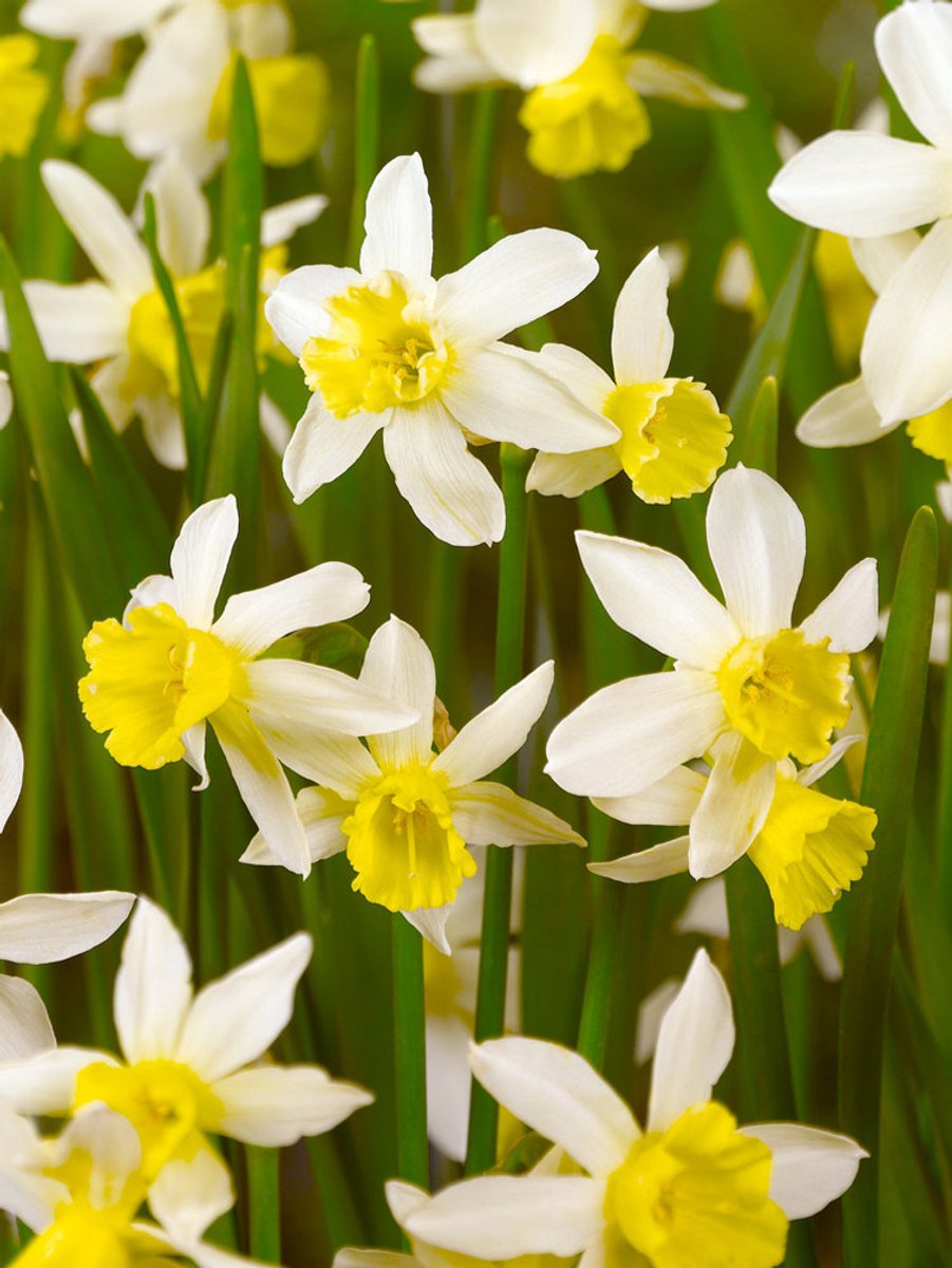15x Narcissen 'Sailboat' - BULBi® Bloembollen met bloeigarantie