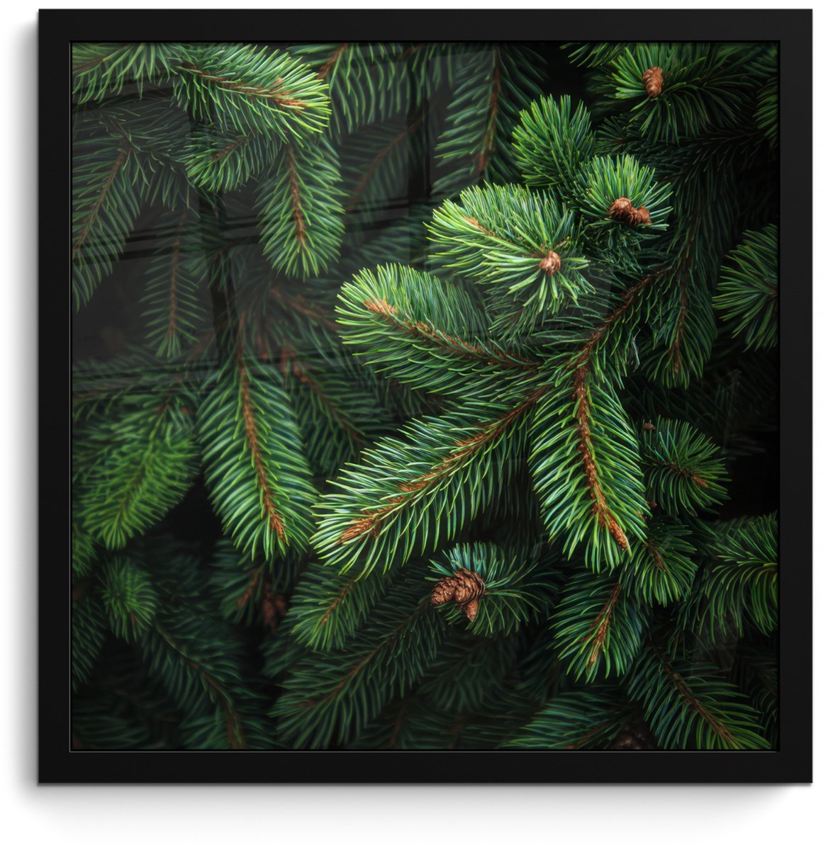 FrameYourWall Poster in lijst - Fotolijst 40x40 cm - Posters - Sparrentakken - Knoppen - Naalden - Groen - Posterlijst zwart - Decoratie - Wanddecoratie woonkamer - Muurdecoratie slaapkamer