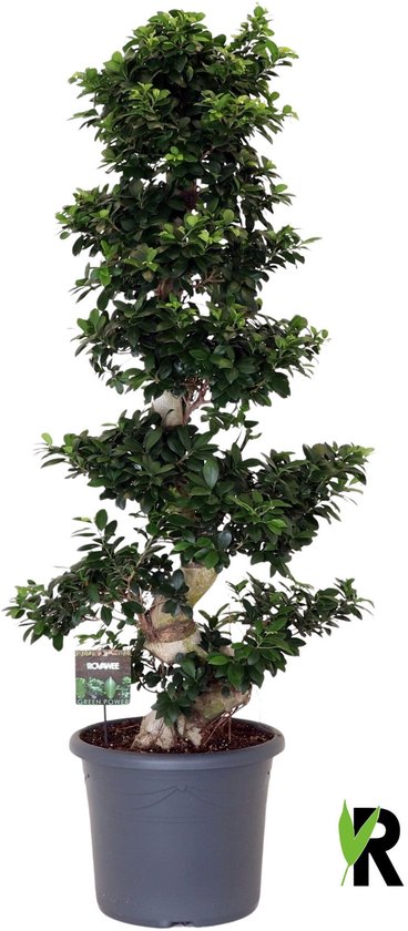 Ficus Microcarpa S-type in kunststof sierpot 200 cm – Kamerplant – Vers Van De Kweker – Potmaat Ø45 cm