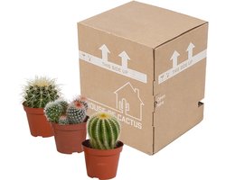Bolcactus mix 8,5 cm | 3 stuks