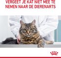 Een cyperse kat ligt op een onderzoekstafel bij de dierenarts.