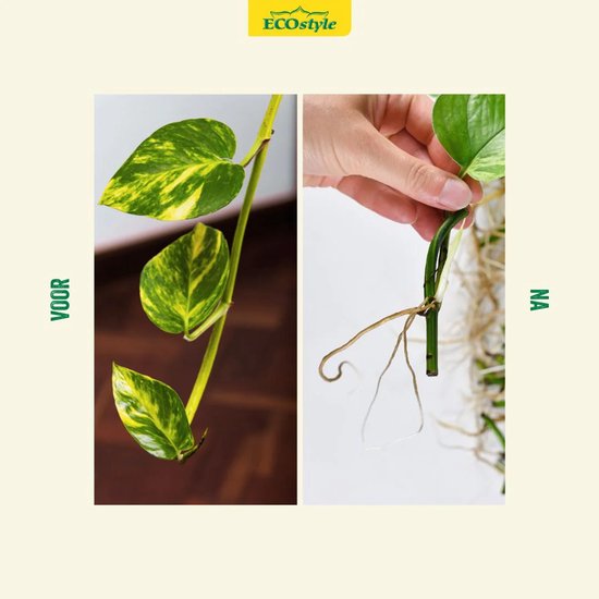 ECOstyle Stekpoeder Stimuleert Wortelvorming - Voor Sier & Kamerplanten - Helpt Stekjes Uitgroeien tot een Volwaardige Plant - 25 GR