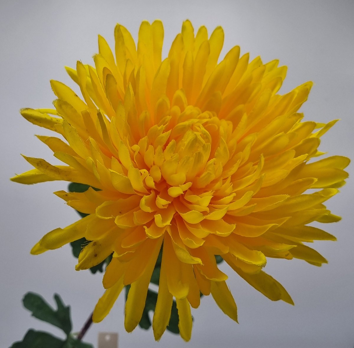 Bol Chrysant (Spin) - P14/01 - 65 cm - Geel - 1 bloem - 1 tak - Grafdecoratie - Zijdenbloemen - Kunstbloemen