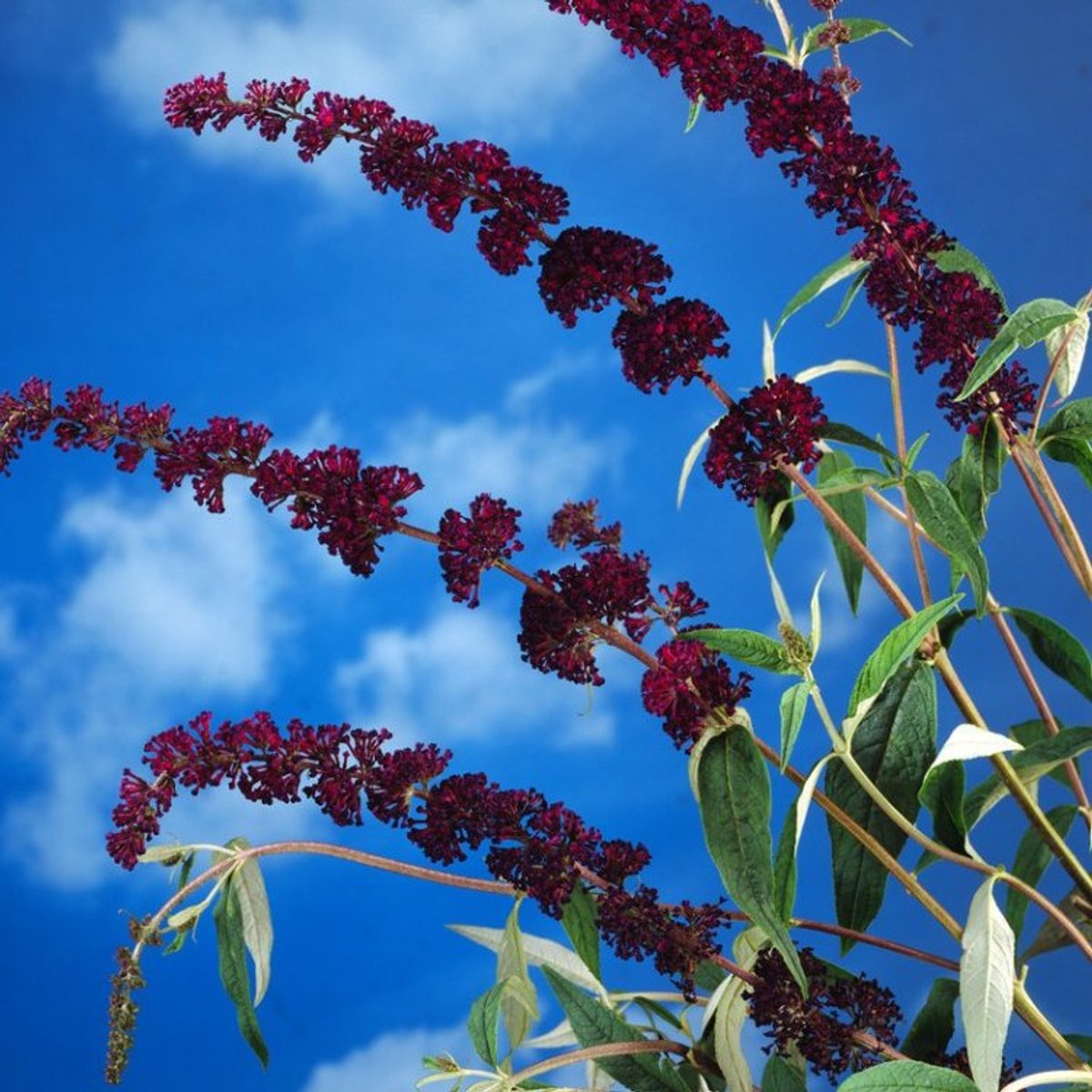 Buddleja davidii 'Black Knight' C3 50-60 cm - Bladverliezend - Bloeiende plant - Geurend - Informele haag - Insectenlokkend