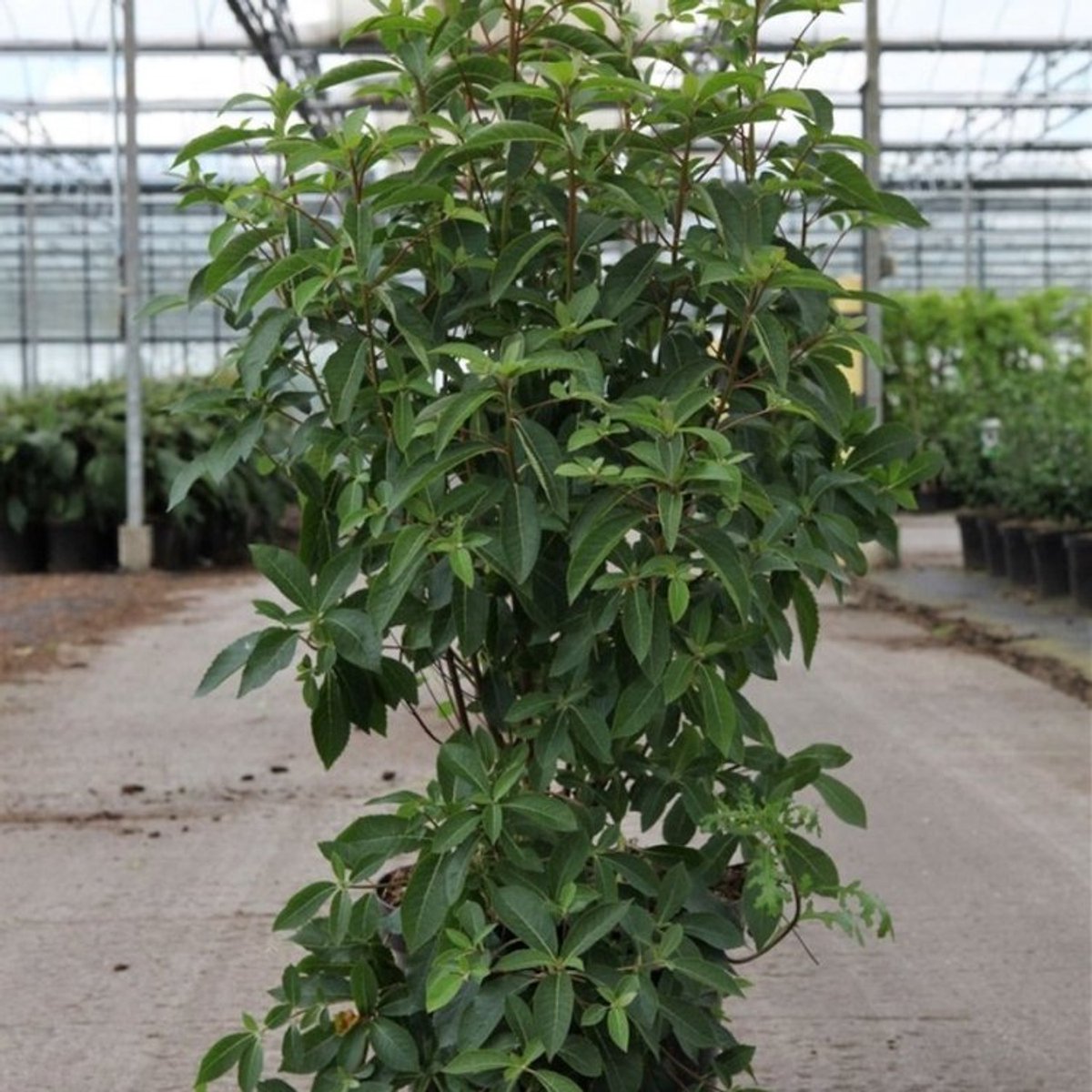 Plants Online BV - Planten - Tuinplanten - Heesters - Set van 1 - Clethra barbinervis