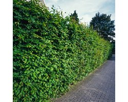 3 stuks | Carpinus betulus C2 80-100 cm - Bladverliezend - Geschikt als hoge en lage haag - Makkelijk te snoeien - Prachtige herfstkleur