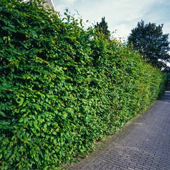 3 stuks | Carpinus betulus C2 80-100 cm - Bladverliezend - Geschikt als hoge en lage haag - Makkelijk te snoeien - Prachtige herfstkleur