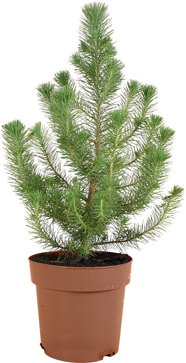 Bloomique - Pinus Pinea Silver Crest - Parasolden - Pijnboom - Dennenboom - Voor binnen en buiten - Winterhard - Wintergroen - Hoogte 40-60 cm - Pot 17 cm