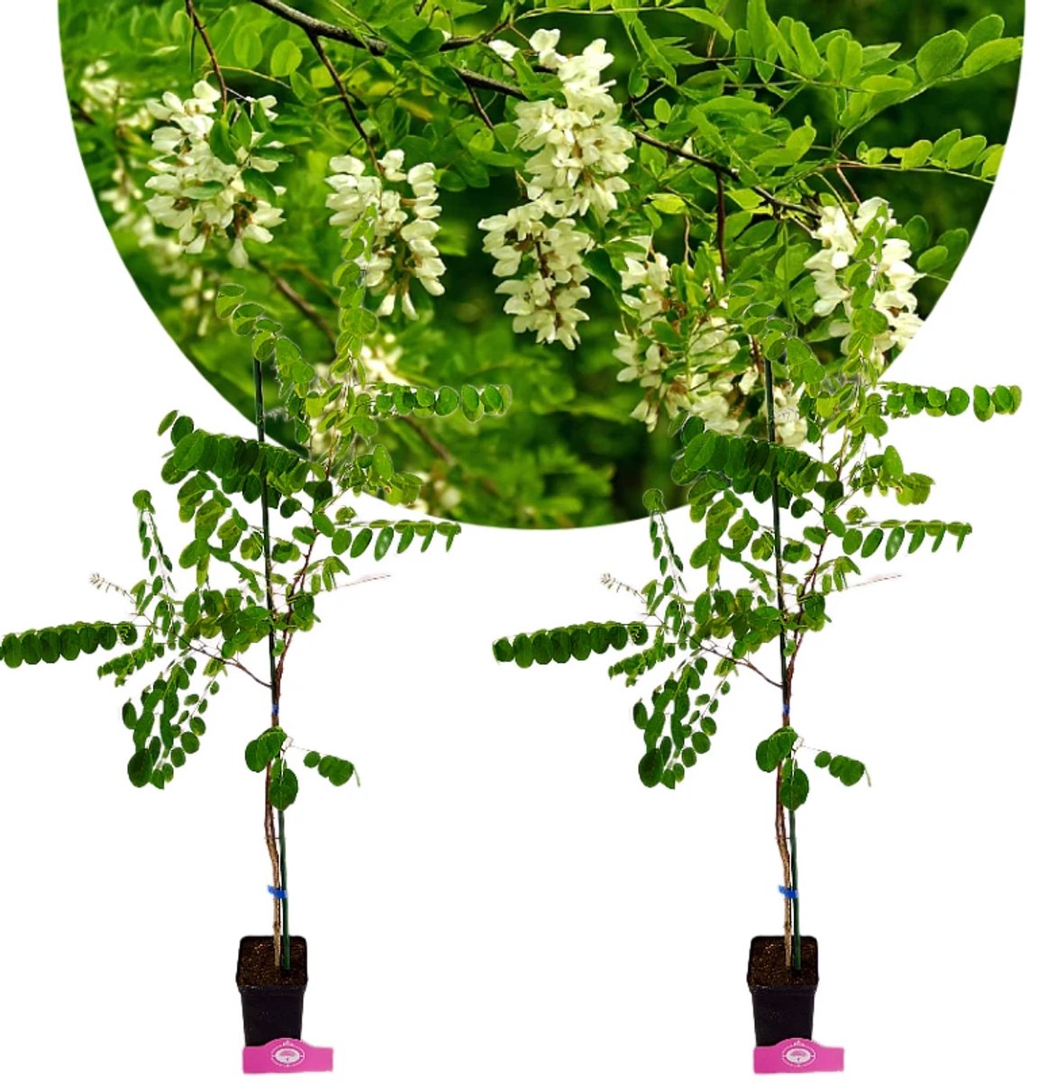 Set van 2 Robinia pseudoacacia, witte Acacia - Hoogte 80-100cm, 2 Liter pot