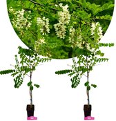 Twee jonge Robinia pseudoacacia bomen met groene bladeren en witte bloemtrossen.