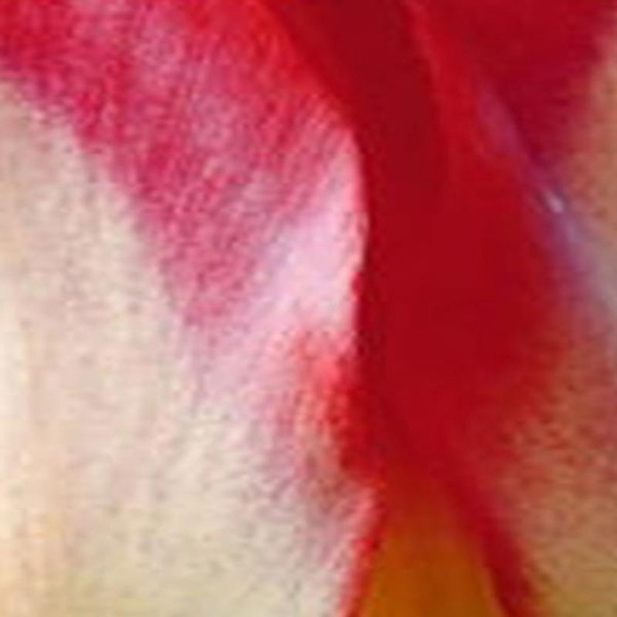 Jub - Tulipa strawberry romanoff