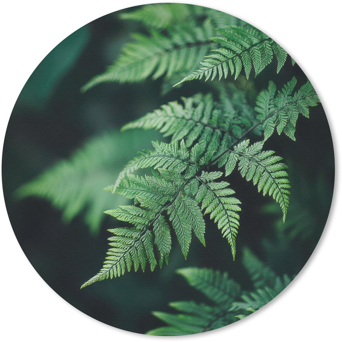 Muismat rond 50x50 cm - Mousepad Varenblad - Groen - Structuur - Wazig - Ronde muismatten