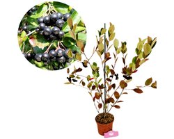 Aronia prunifolia 'Nero', appelbes, bessenstruik, 2 liter pot