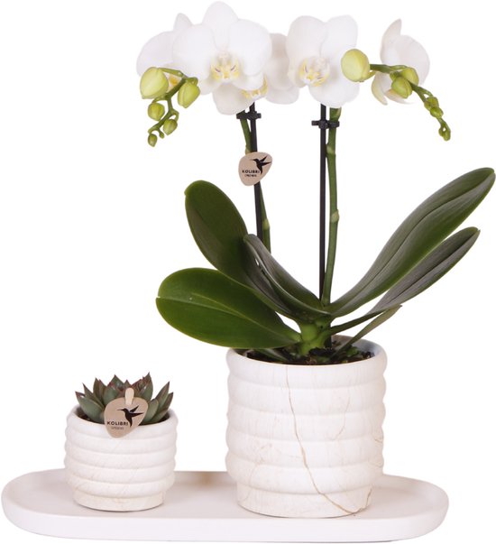 Kolibri Company | Plantenset Slow Living small | Witte Phalaenopsis Orchidee Lausanne en Succulent incl. keramieken sierpotten op wit organisch dienblad