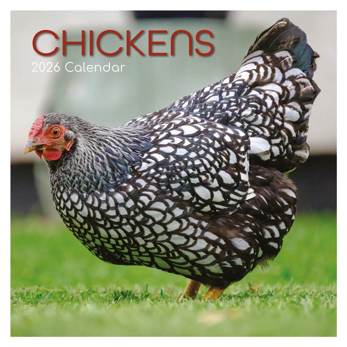 Chickens kalender - 2026