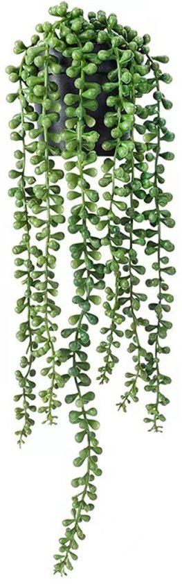 Plante verte retombante à feuilles rondes dans un pot noir, isolée.