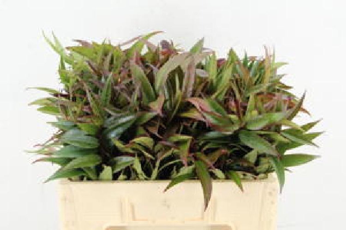 10x Sg leucothoe natuur rood 50cm