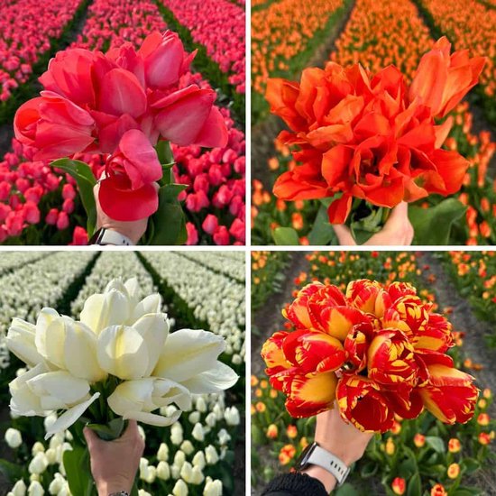 Tulpenbollen Super Tulip Mix - 100 bloembollen - bolmaat 12+ - kleurrijke mix, grootbloemig, winterhard - direct van de kweker - Flowerbulbs Amsterdam