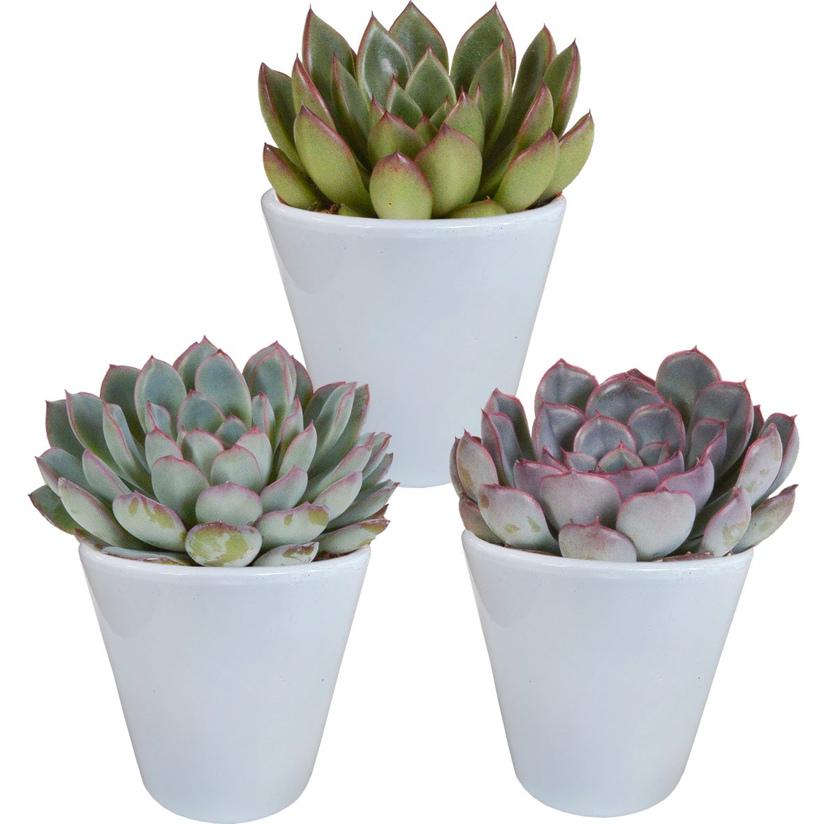 Echeveria mix 8,5 cm in witte pot | 3 stuks