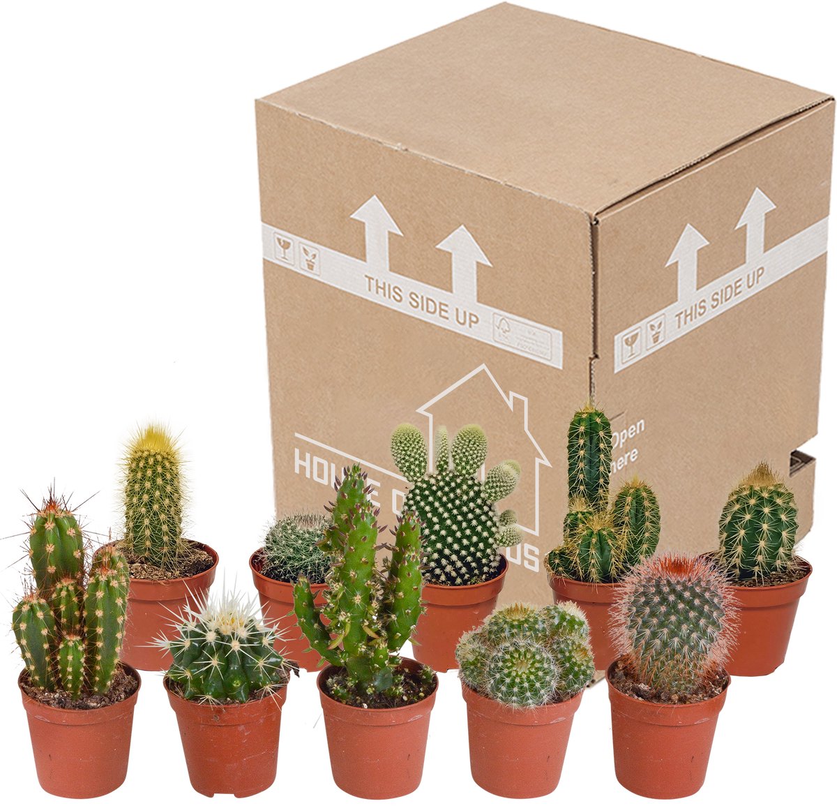 Cactus mix 5,5 cm | 10 stuks