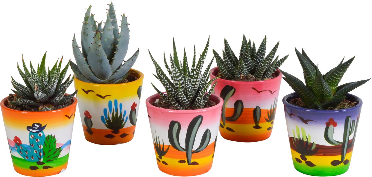 Gasteria/Haworthia mix 5.5 cm in Mexicaanse pot | 5 stuks
