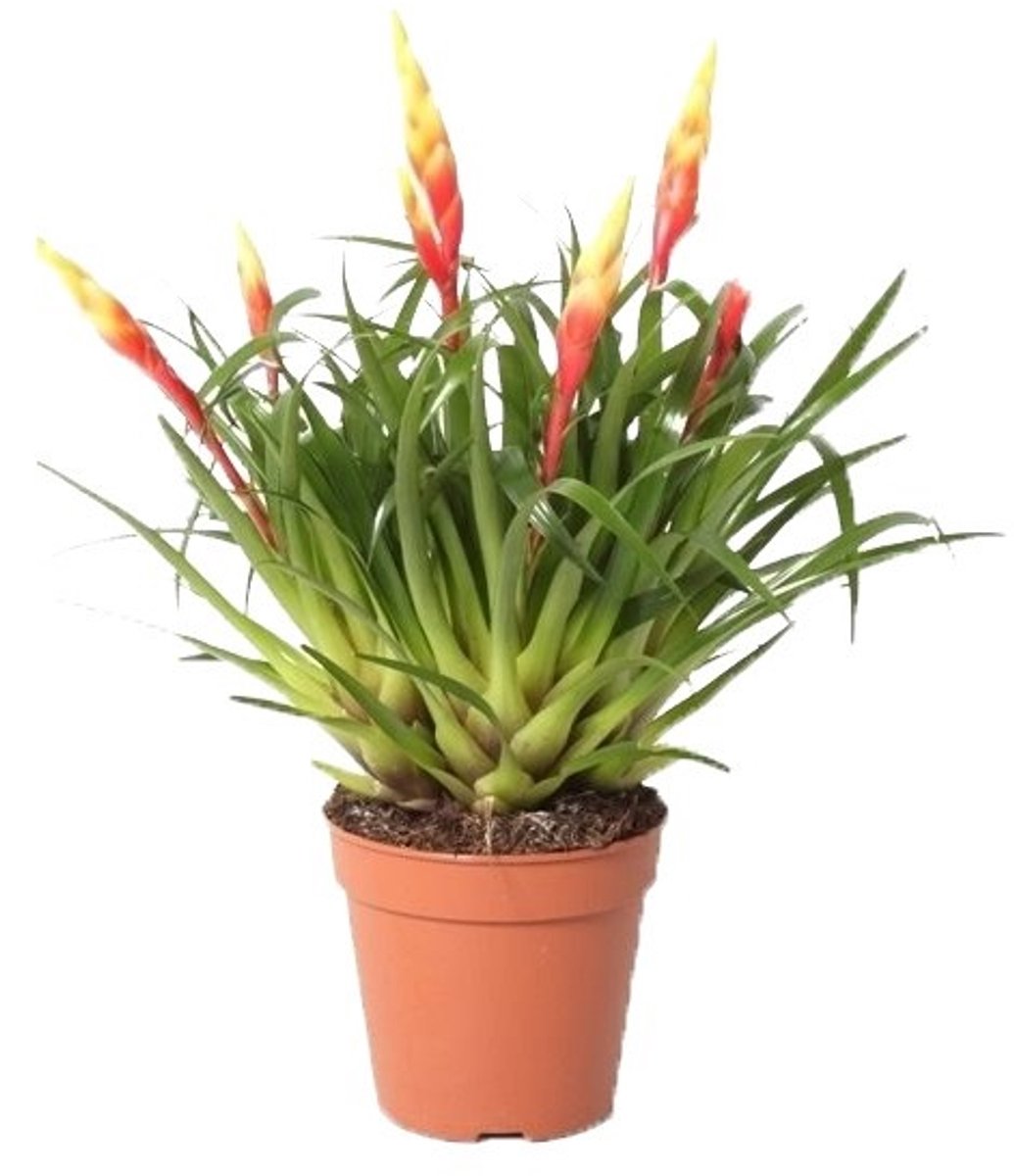 JUNAVERA Vriesea Shannon | In 12 cm pot
