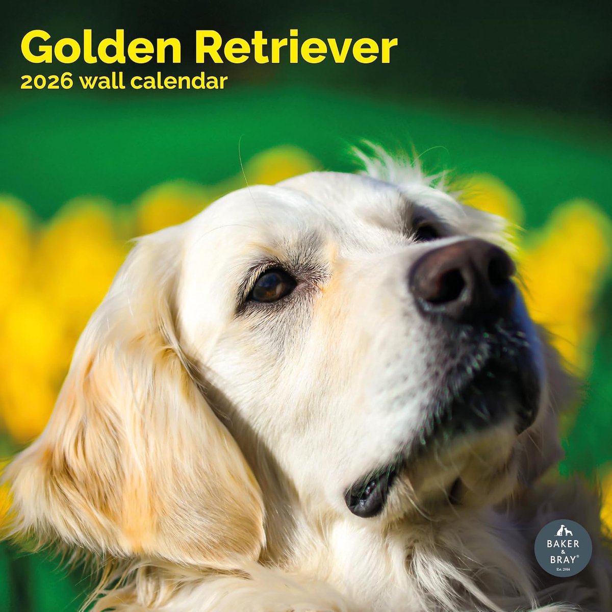 Golden Retriever Kalender 2027