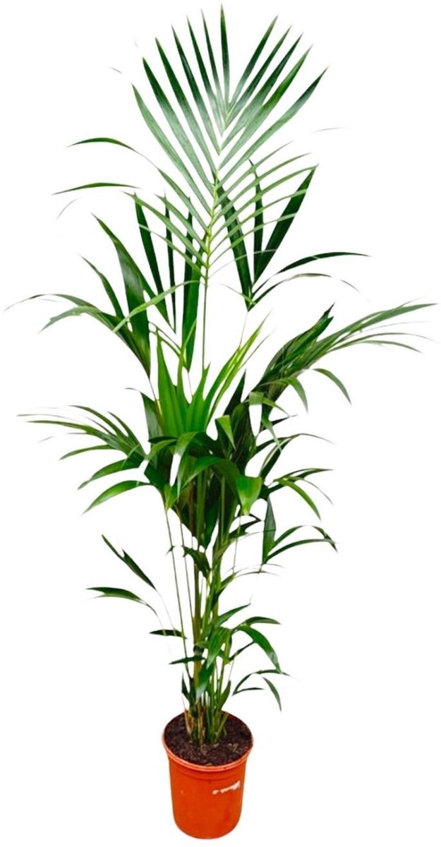 Kentia palm - 180cm - Ø21 -24 - (Ook)-Voor in huis - Groenblijvend - Vaste planten