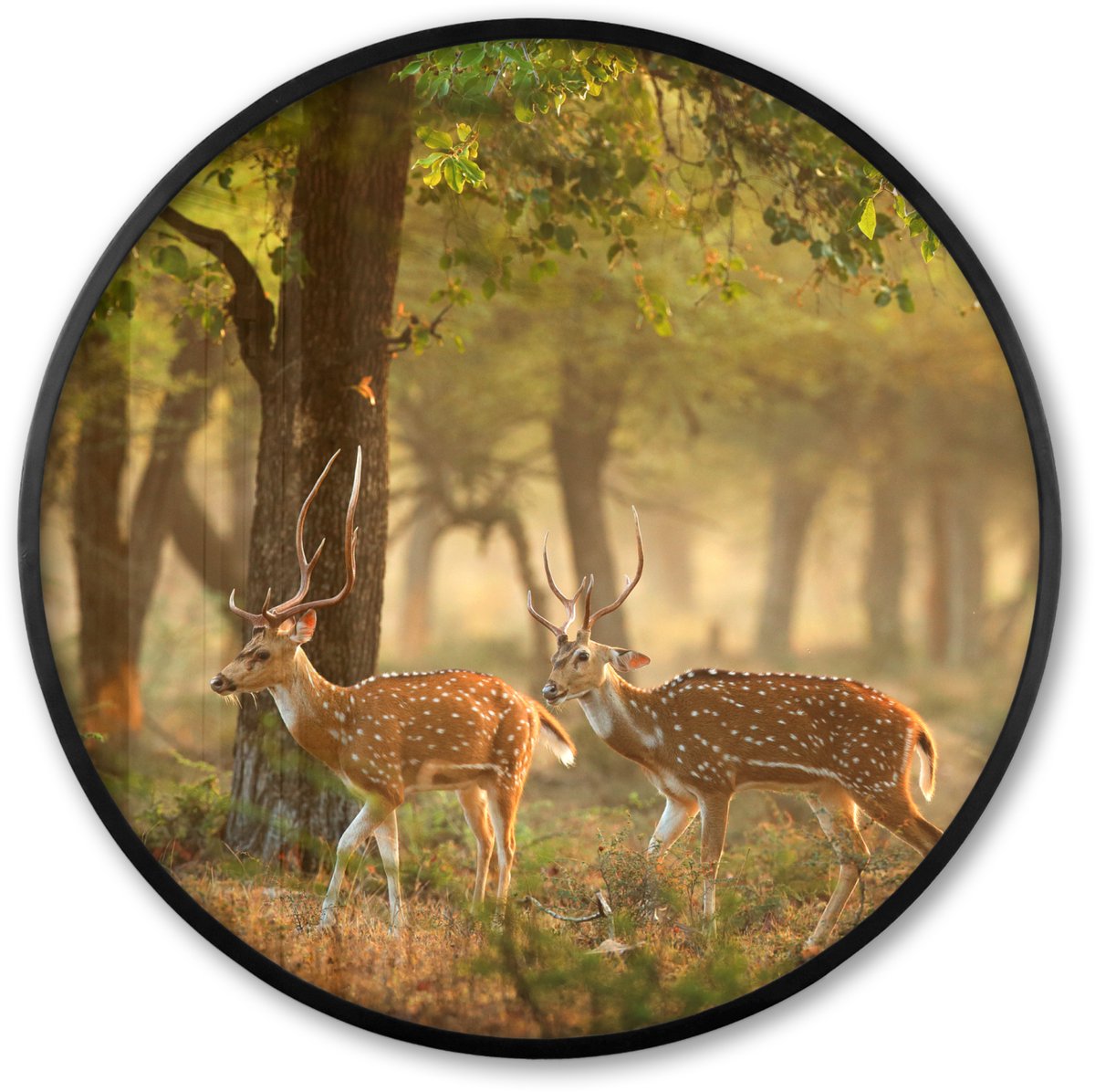 FrameYourWall Poster in lijst Rond - Fotolijst 80x80 cm - Posters - Herten - Bos - Herfst - Bosdieren - Natuur - Hert - Ronde posterlijst zwart - Decoratie - Wanddecoratie woonkamer - Muurdecoratie slaapkamer Groen
