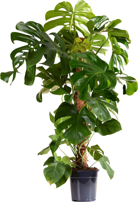 Bloomique - Monstera Deliciosa - Met Mosstok - Gatenplant - XXL Kamerplanten - Luchtzuiverend - Gemakkelijk in onderhoud - 120-140 cm Hoog - Pot 24 cm