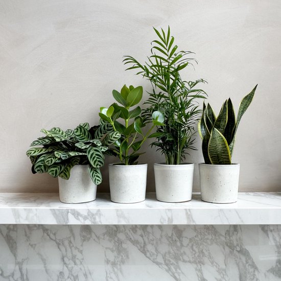 PLANT IN A BOX Mélange de plantes d'intérieur extrêmement résistant - Set de 4 - pot ⌀12 cm - Hauteur ↕ 30-40 cm