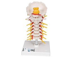 Beweegbaar Menselijk Anatomie Model Halswervelkolom met Gratis Anatomie App