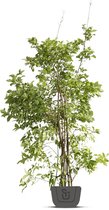 Specerijstruik | Calycanthus floridus | Hoogte: 150-200 cm
